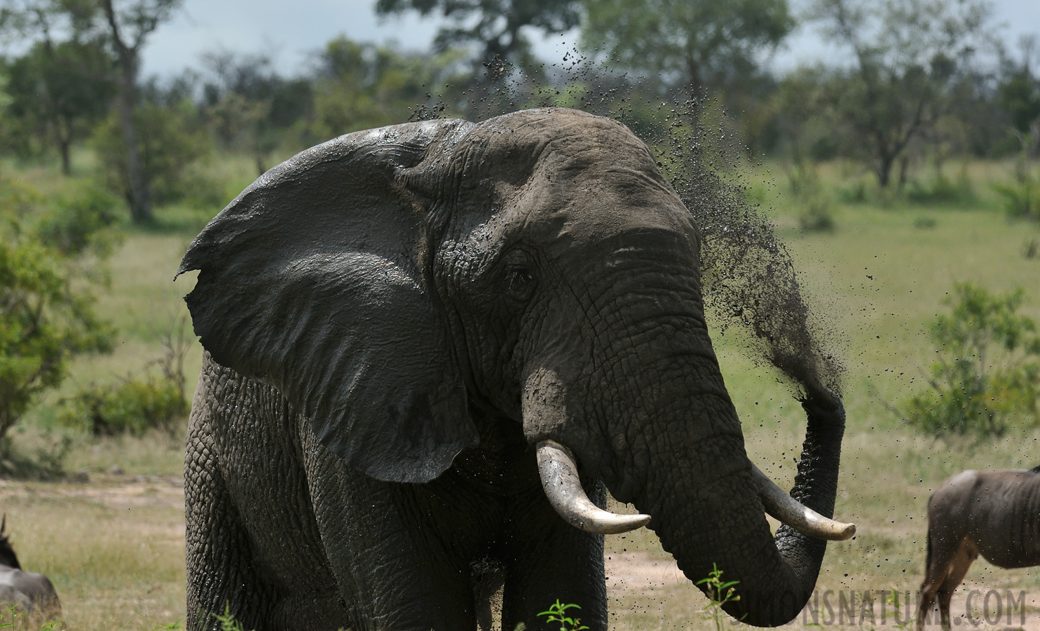 Loxodonta africana [280 mm, 1/2000 Sek. bei f / 9.0, ISO 1000]